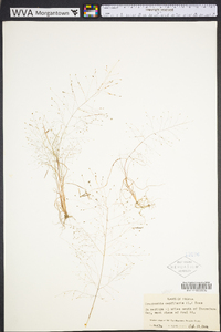 Eragrostis capillaris image